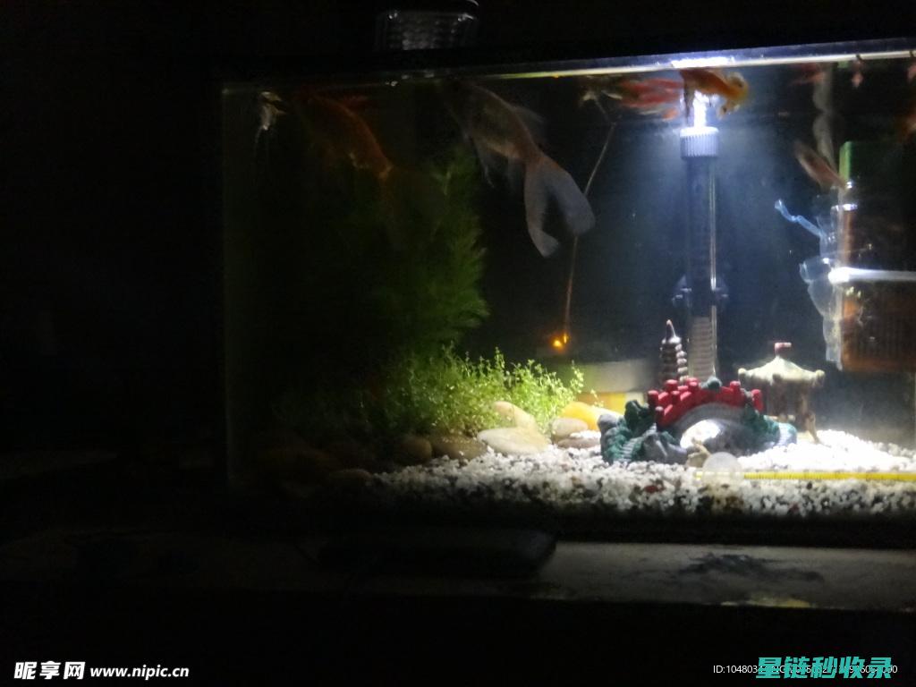 专业水族箱清洁技巧分享：保持水质清澈的关键步骤 (水族箱清洗视频教程)