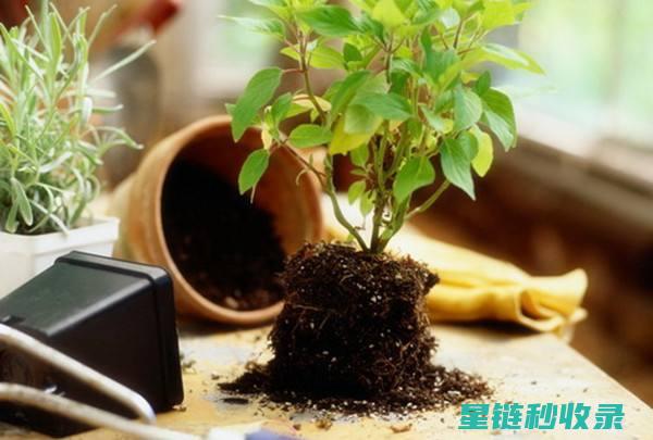 细说盆栽土壤配比秘诀，打造植物生长乐园 (盆栽的土壤)