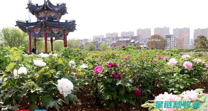 延长鲜花花期：从播种到盛开的全程指南 (延长鲜花花期的方法)