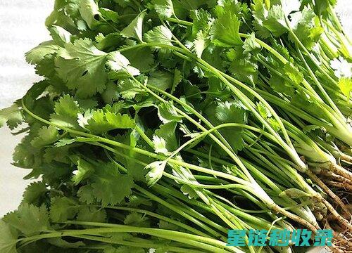 香菜保鲜大法，这个方法绝了！ (香菜存放如何保鲜)